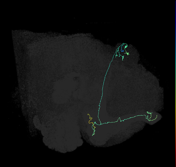 KCab-s_R (FlyEM-HB:5813021464)