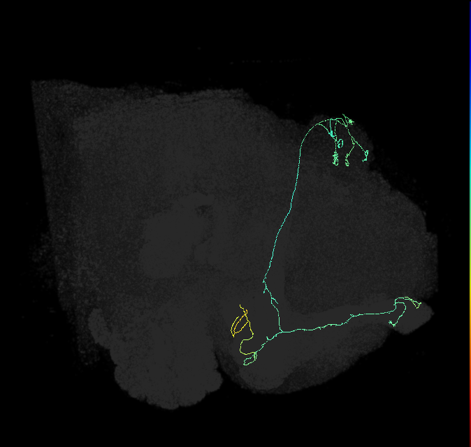 KCab-s_R (FlyEM-HB:518873469)