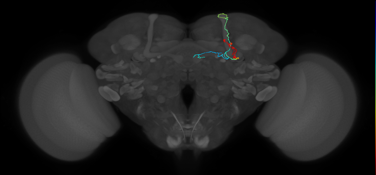 KCab-s_R (FlyEM-HB:519900699)