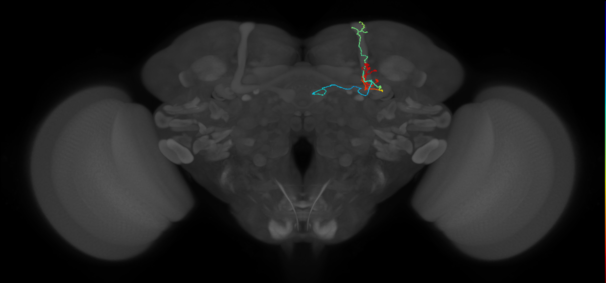 KCab-s_R (FlyEM-HB:940079170)