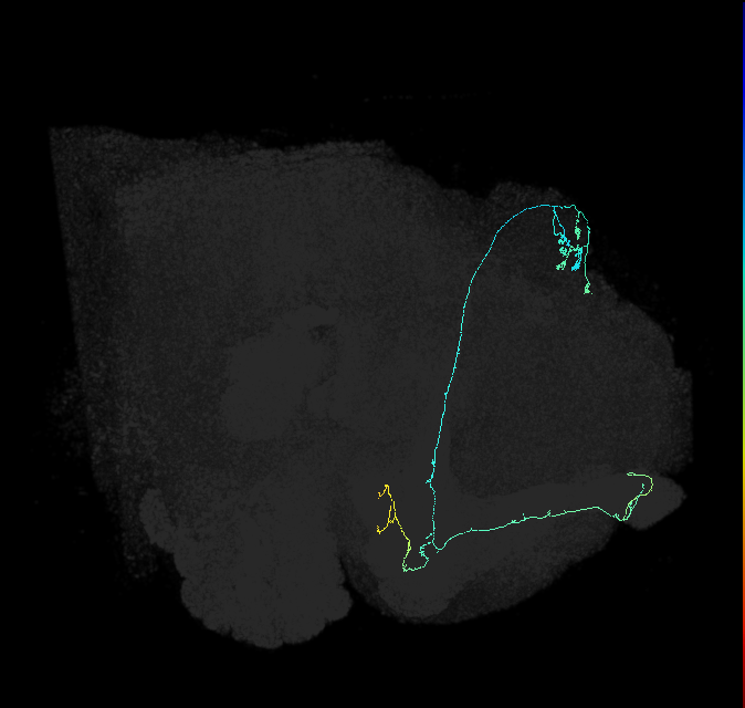 KCab-s_R (FlyEM-HB:612668833)