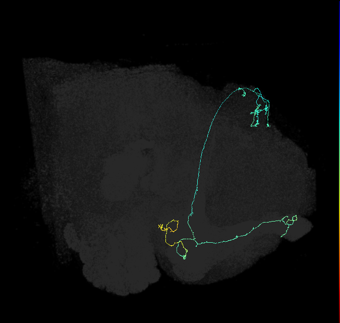 KCab-s_R (FlyEM-HB:425768822)