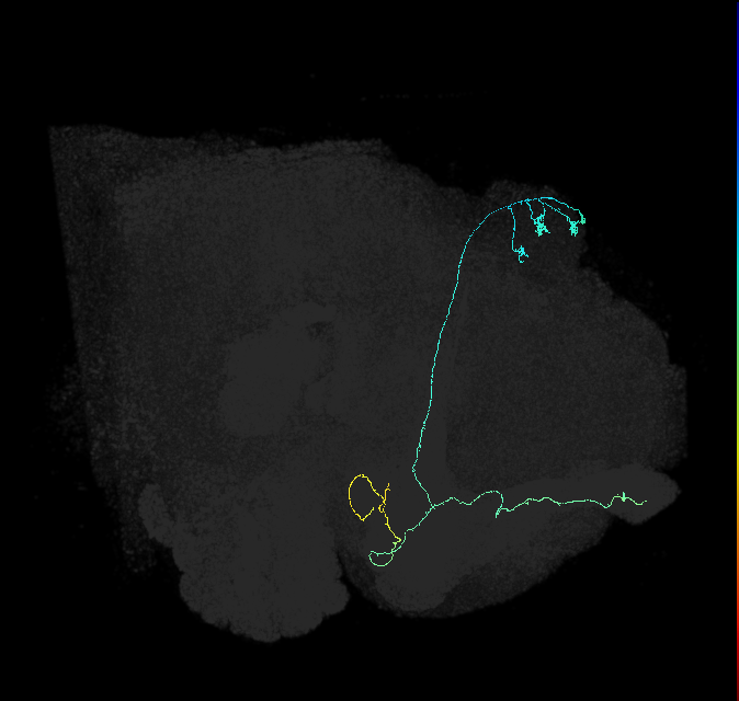 KCab-s_R (FlyEM-HB:5813065443)