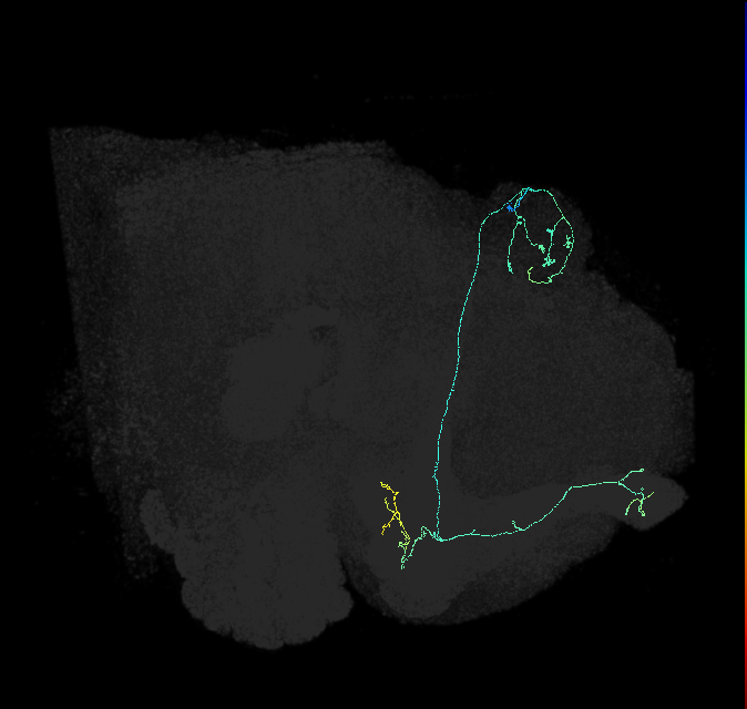 KCab-s_R (FlyEM-HB:611304789)