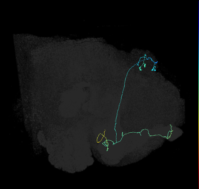 KCab-s_R (FlyEM-HB:5812980408)