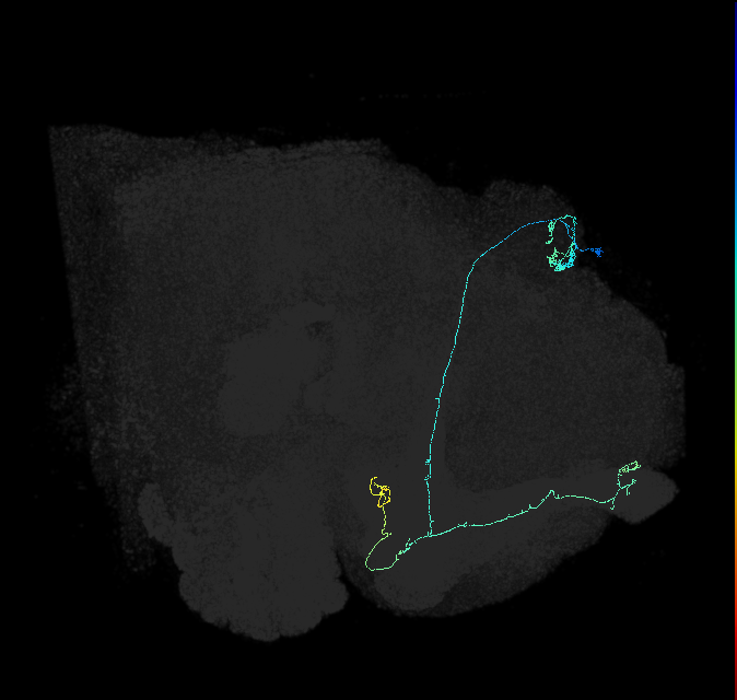 KCab-s_R (FlyEM-HB:393387426)