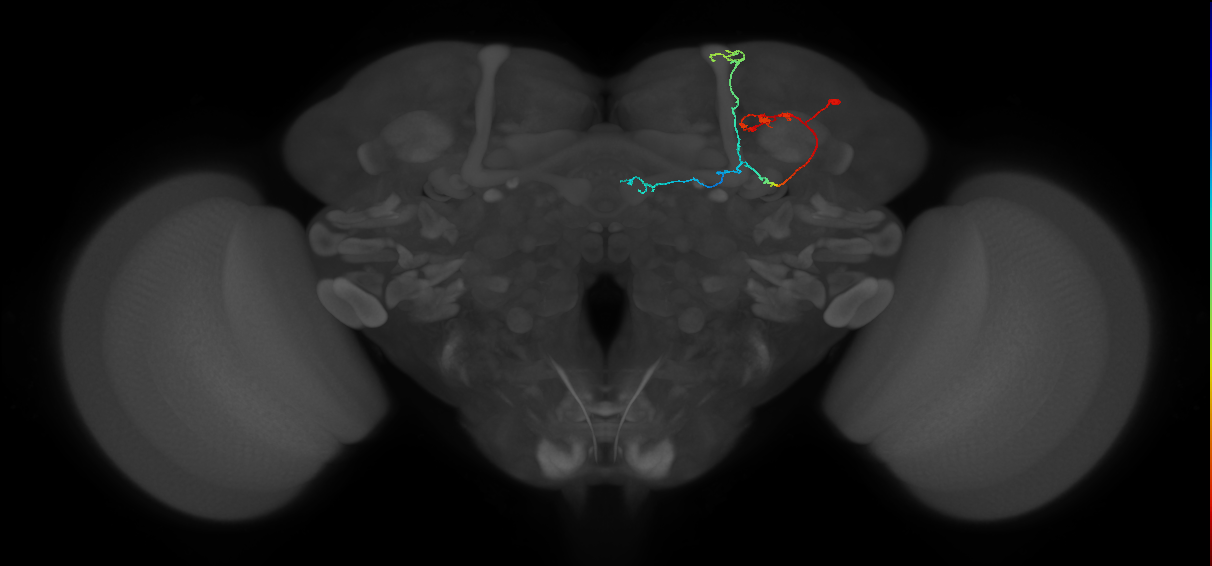 KCab-s_R (FlyEM-HB:393387426)