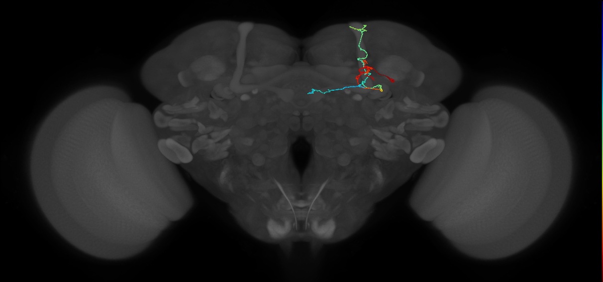 KCab-s_R (FlyEM-HB:1327494939)