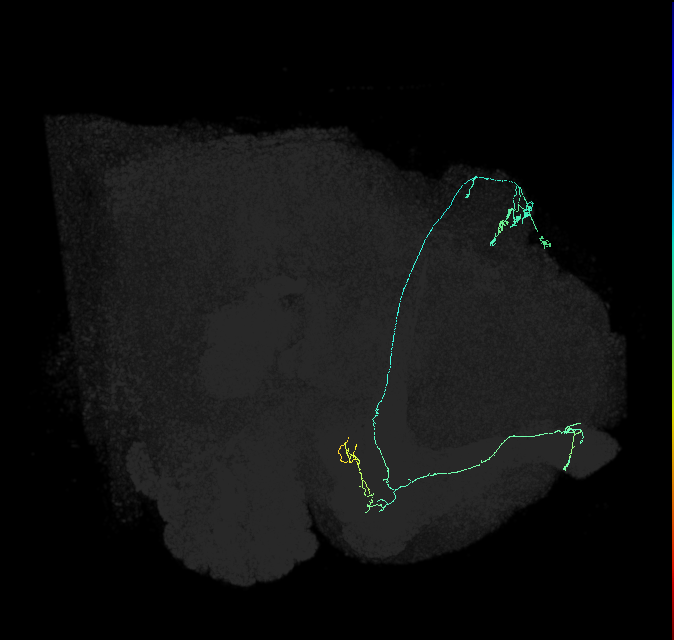 KCab-s_R (FlyEM-HB:704409742)