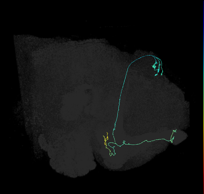 KCab-s_R (FlyEM-HB:1420966843)