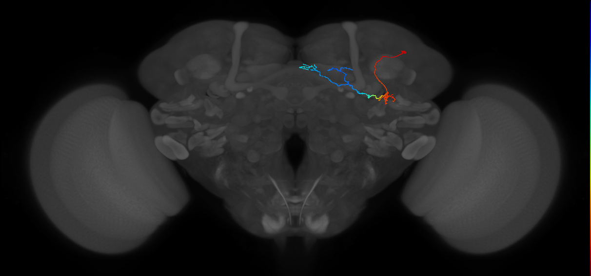 KCg-d_R (FlyEM-HB:1237814053)