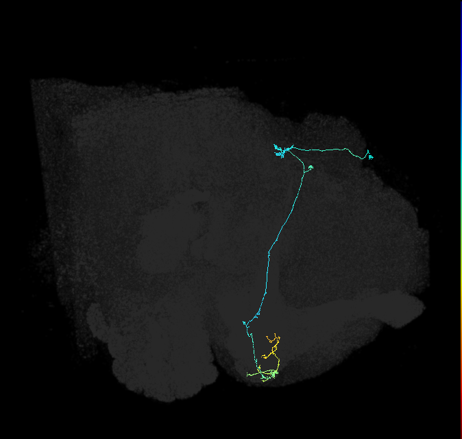 KCg-d_R (FlyEM-HB:5812979531)