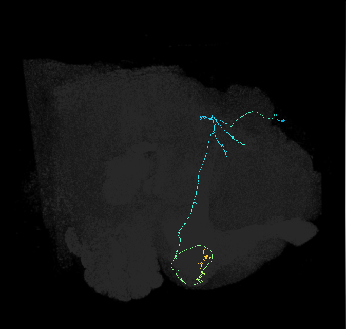 KCg-d_R (FlyEM-HB:632086737)