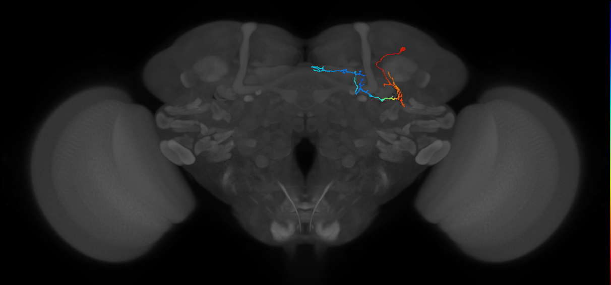 KCg-d_R (FlyEM-HB:632086737)