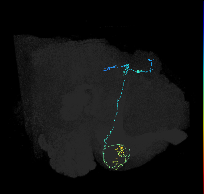 KCg-d_R (FlyEM-HB:5813067826)