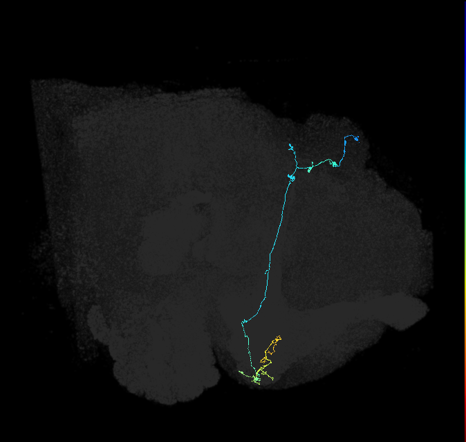 KCg-d_R (FlyEM-HB:1203774508)