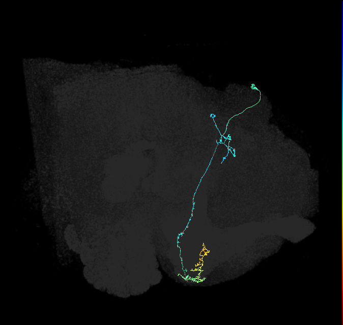 KCg-d_R (FlyEM-HB:5813035700)