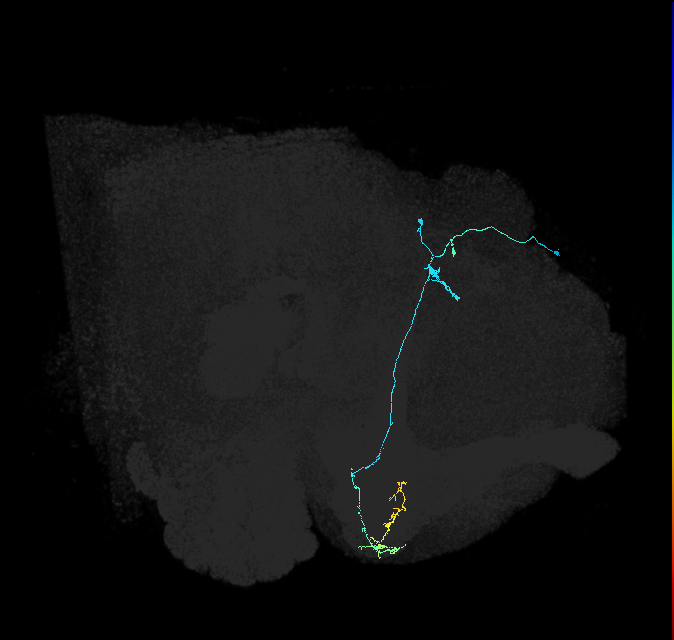 KCg-d_R (FlyEM-HB:632764978)