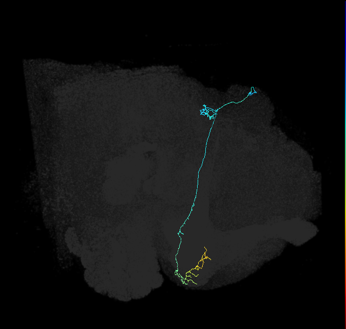 KCg-d_R (FlyEM-HB:815568065)