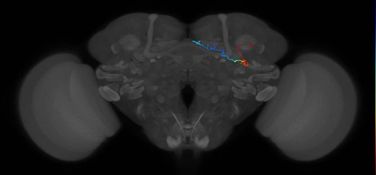 KCg-d_R (FlyEM-HB:815568065)