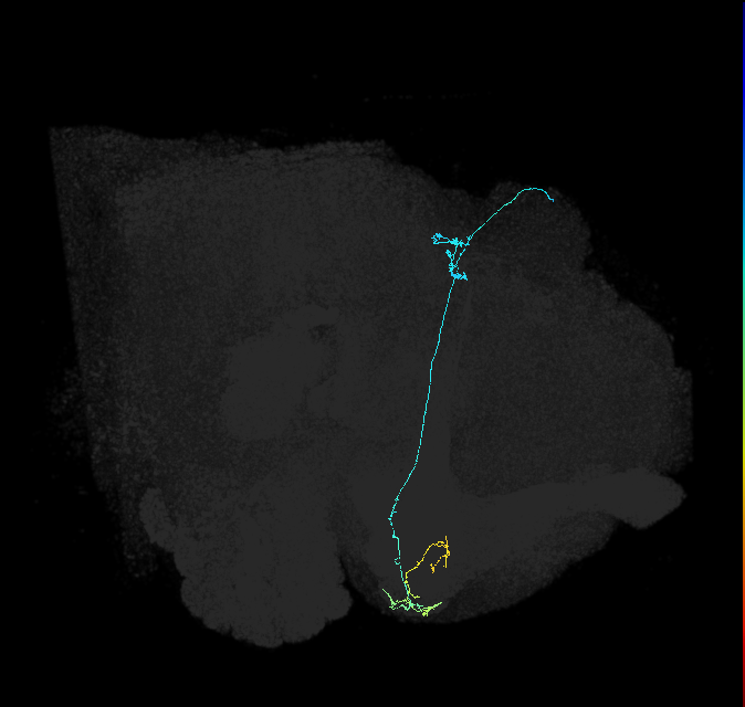 KCg-d_R (FlyEM-HB:5813033125)