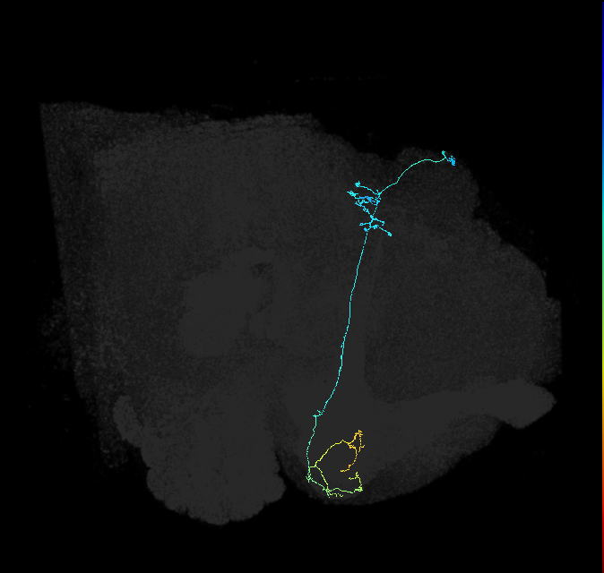 KCg-d_R (FlyEM-HB:784533172)
