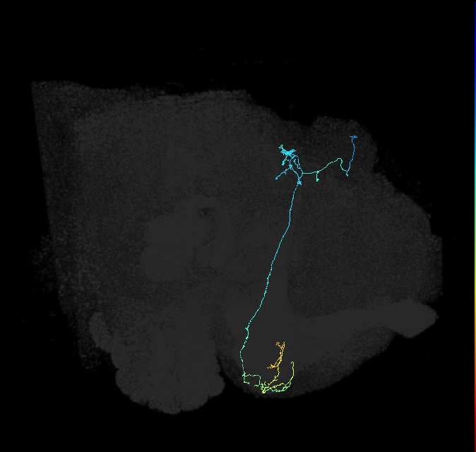 KCg-d_R (FlyEM-HB:1005179377)