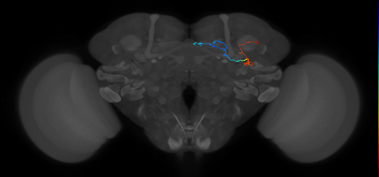 KCg-d_R (FlyEM-HB:1005179377)