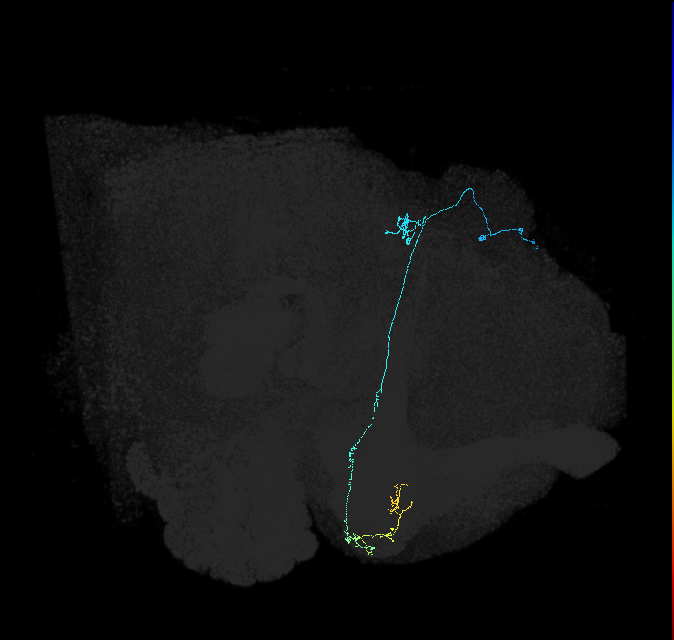 KCg-d_R (FlyEM-HB:1173417505)