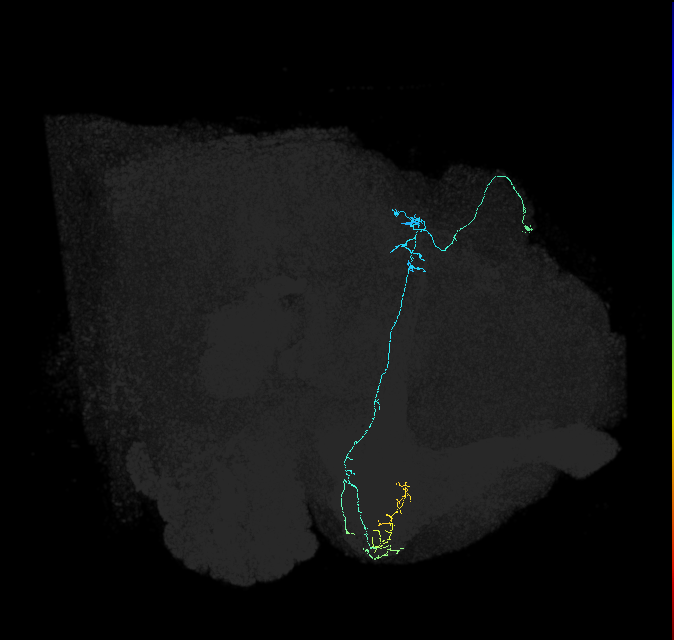 KCg-d_R (FlyEM-HB:5813081176)