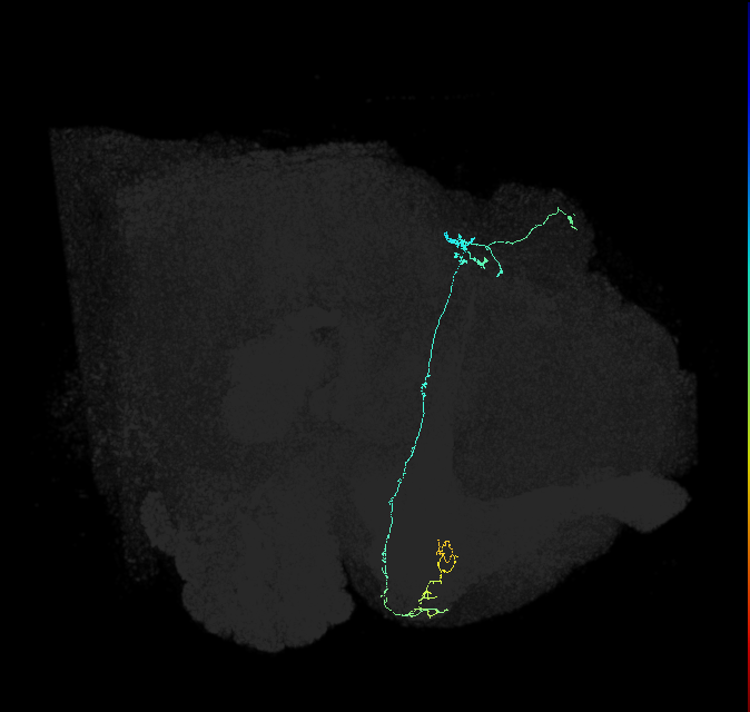 KCg-d_R (FlyEM-HB:1191392918)