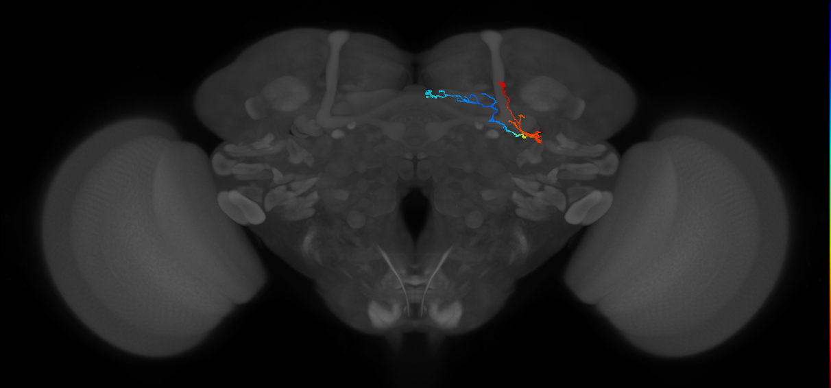 KCg-d_R (FlyEM-HB:1191392918)