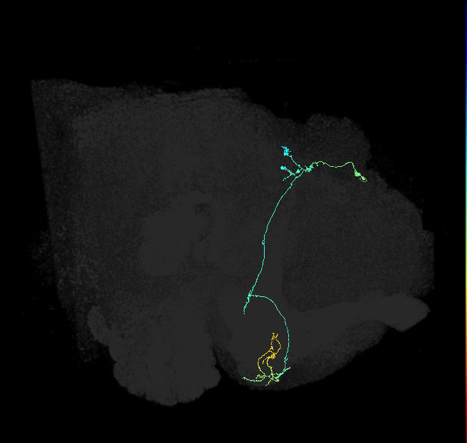 KCg-d_R (FlyEM-HB:1234809285)