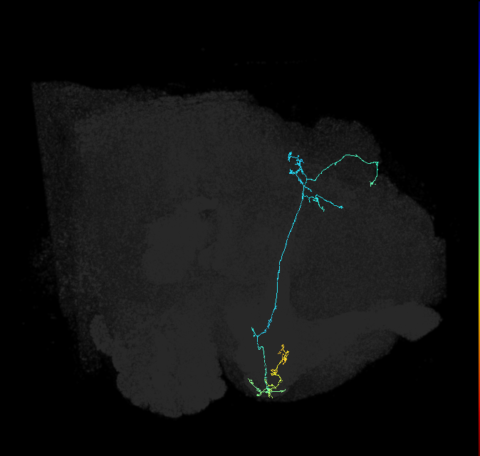 KCg-d_R (FlyEM-HB:632091116)