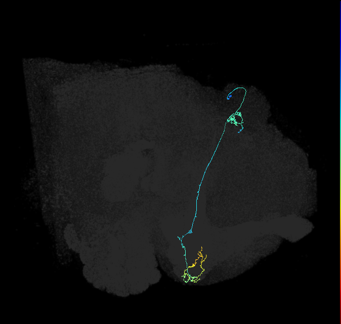 KCg-d_R (FlyEM-HB:846602958)