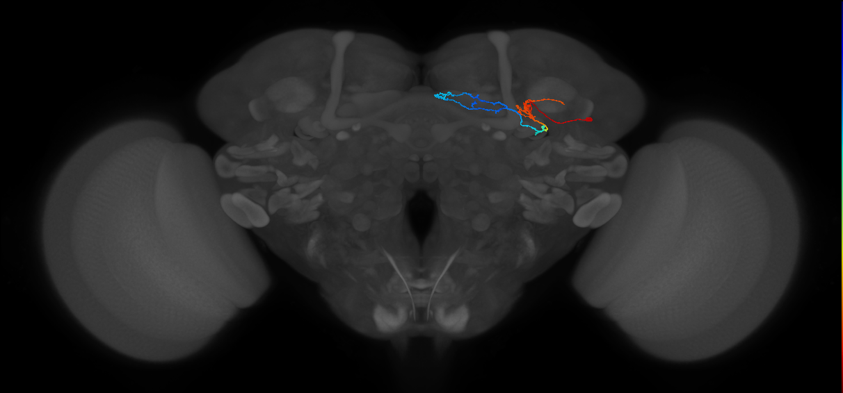 KCg-d_R (FlyEM-HB:846602958)