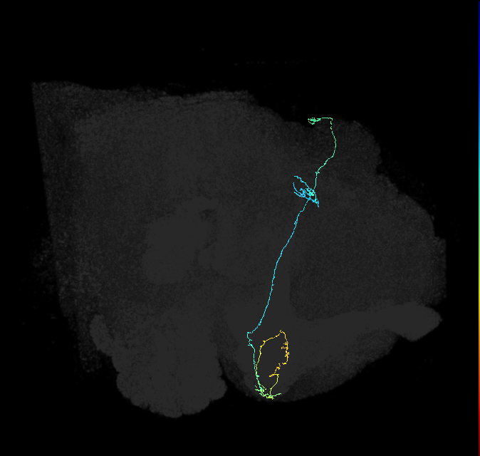 KCg-d_R (FlyEM-HB:5813032554)