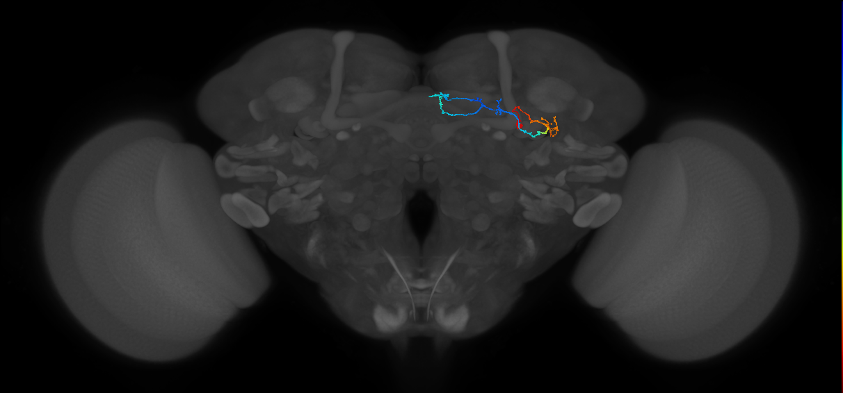 KCg-d_R (FlyEM-HB:5813032554)