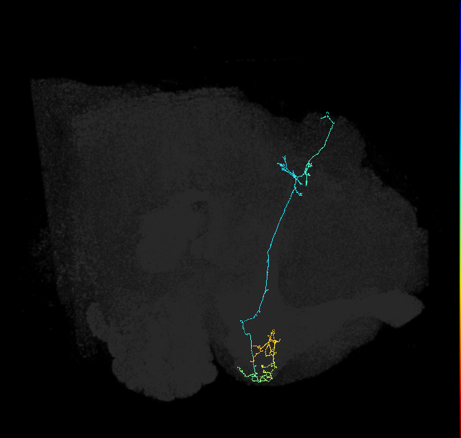 KCg-d_R (FlyEM-HB:5813096528)