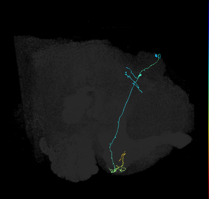 KCg-d_R (FlyEM-HB:723508095)