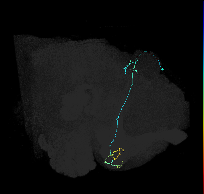 KCg-d_R (FlyEM-HB:5813022267)