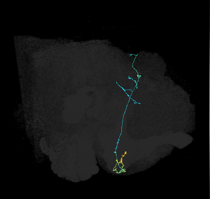 KCg-d_R (FlyEM-HB:5813070270)