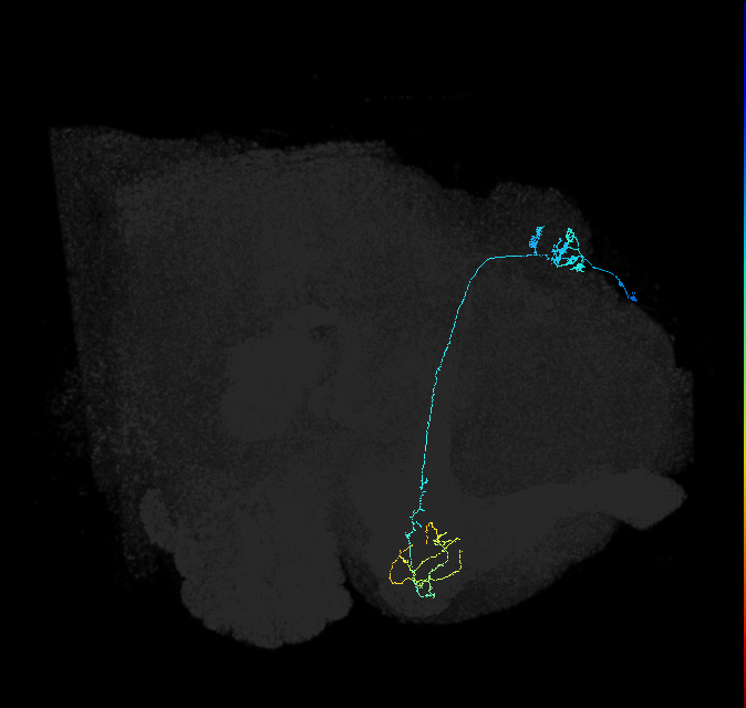 KCg-m_R (FlyEM-HB:5813019982)