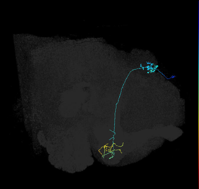 KCg-m_R (FlyEM-HB:600702483)