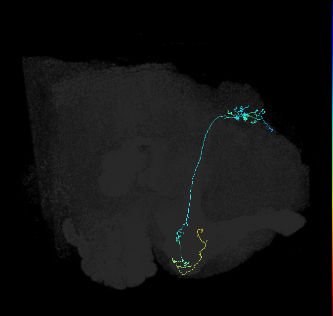 KCg-m_R (FlyEM-HB:632397786)