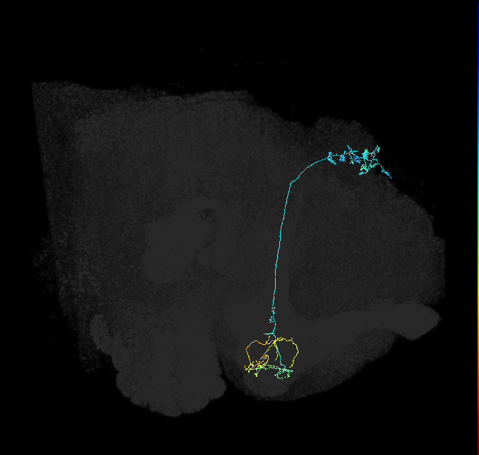 KCg-m_R (FlyEM-HB:5813021865)