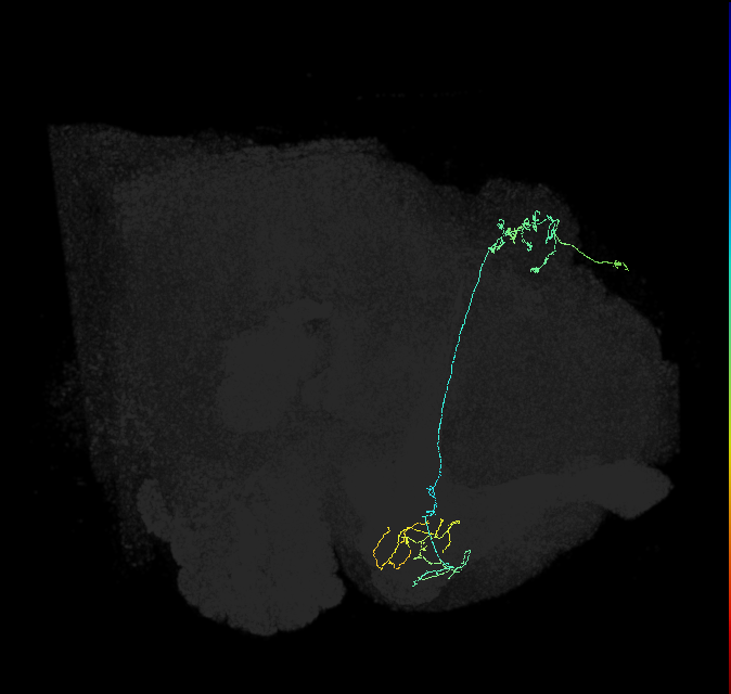 KCg-m_R (FlyEM-HB:692818802)