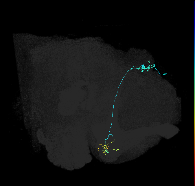 KCg-m_R (FlyEM-HB:631741483)