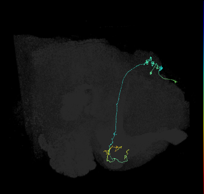 KCg-m_R (FlyEM-HB:1143340753)