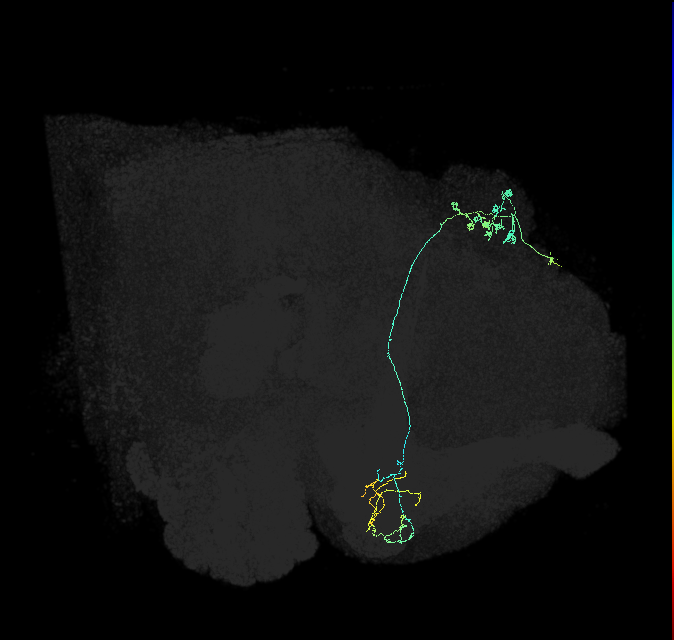 KCg-m_R (FlyEM-HB:663493162)